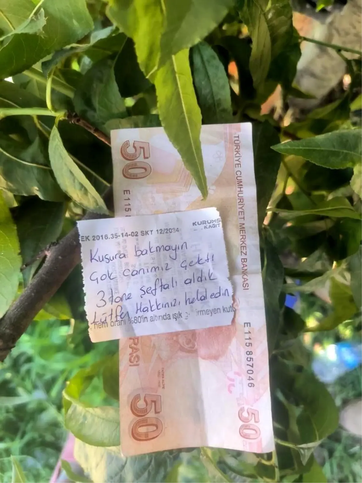 Canı çektiği için ağaçtan şeftali alan vatandaş, çiftçiye para ve not bıraktı