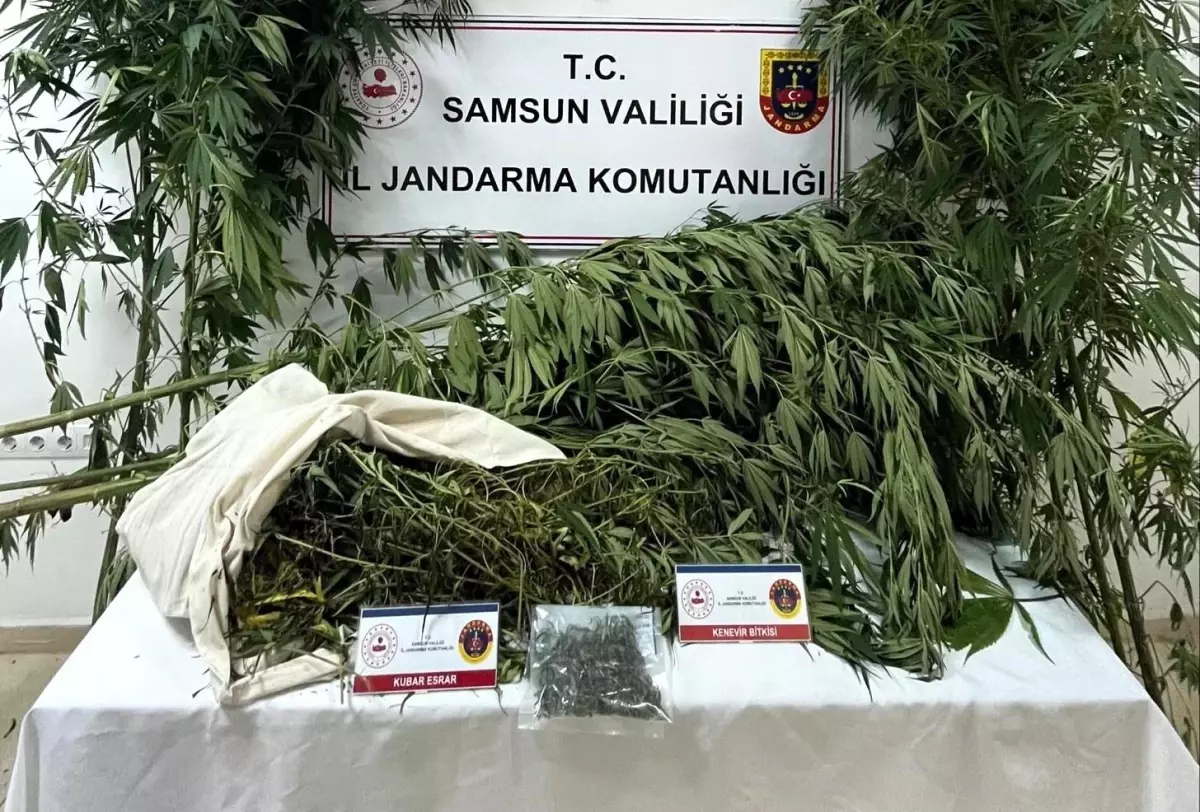 Samsun\'da Uyuşturucu Operasyonu: Kenevir ve Esrar Ele Geçirildi