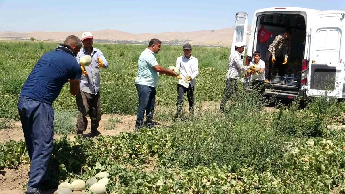 Sıhke Kavunu Hasadı Başladı
