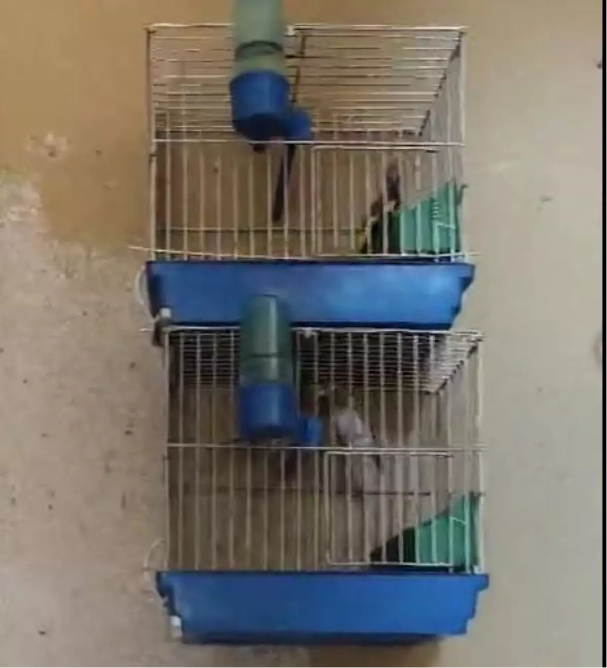 Yasak Saka Kuşu Besleyenlere Cezası Kesildi