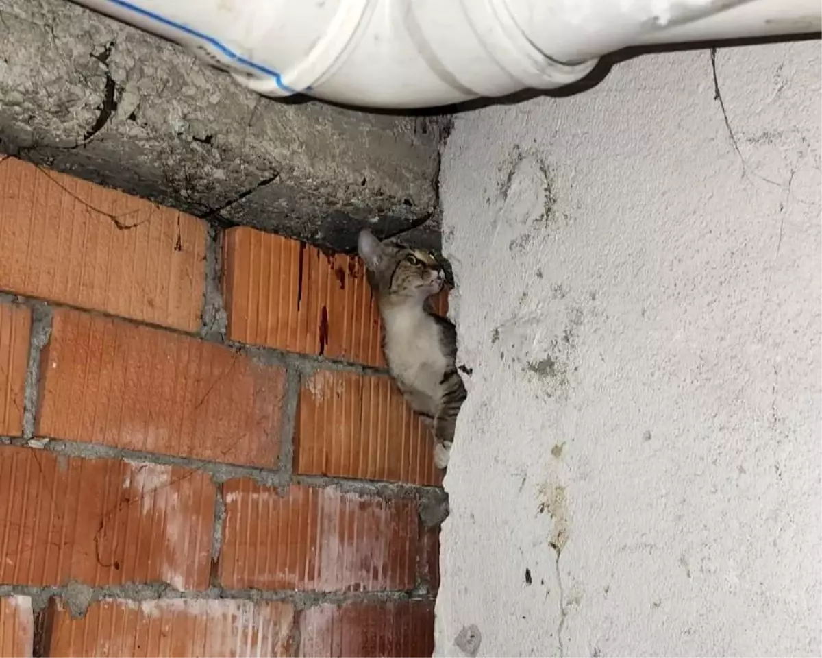 Anne Kedi ve Yavruları Kurtarıldı