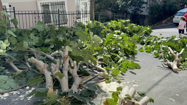 İstanbul'u fırtına vurdu! Ağaçlar devrildi, Gülhane Parkı kapatıldı
