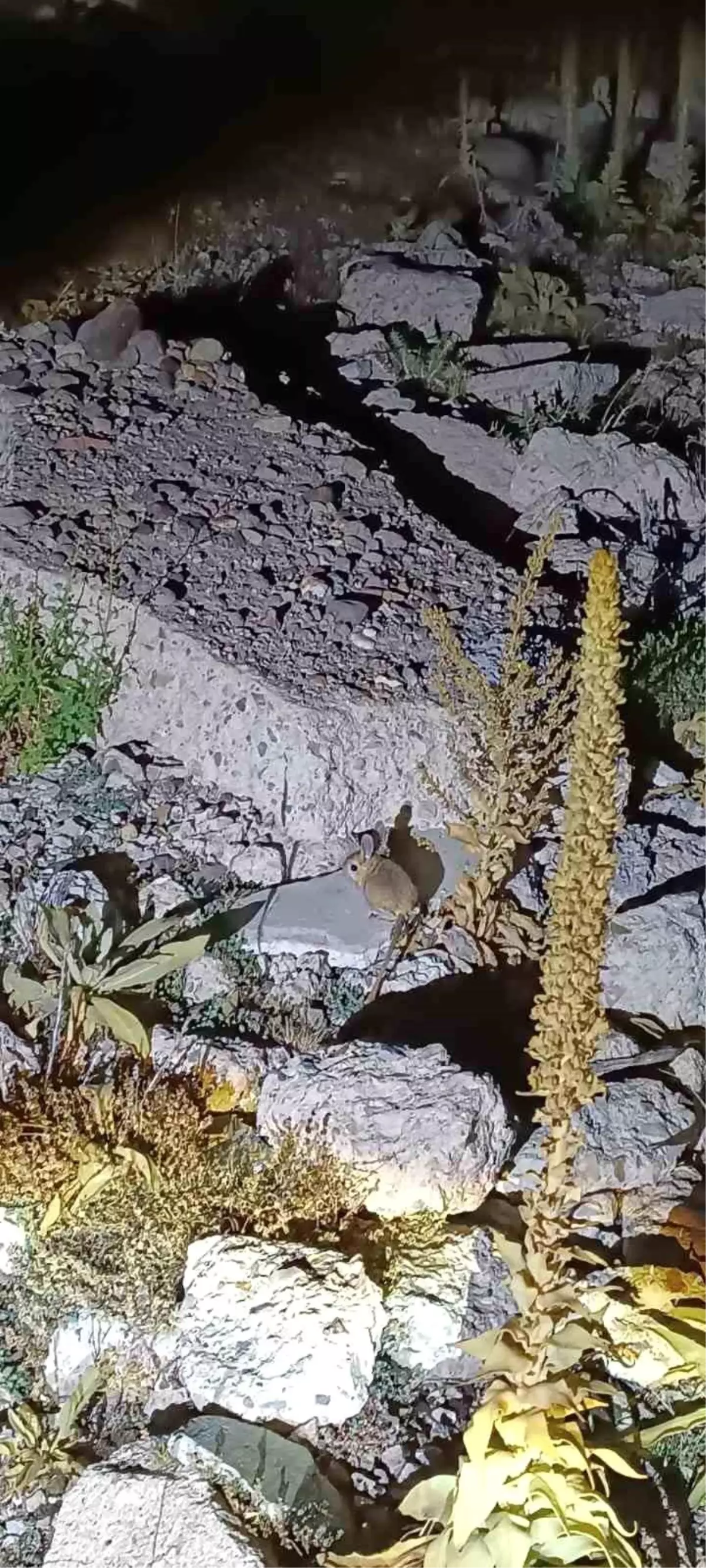 Arap Tavşanı Kumalar Yaylası\'nda Görüldü