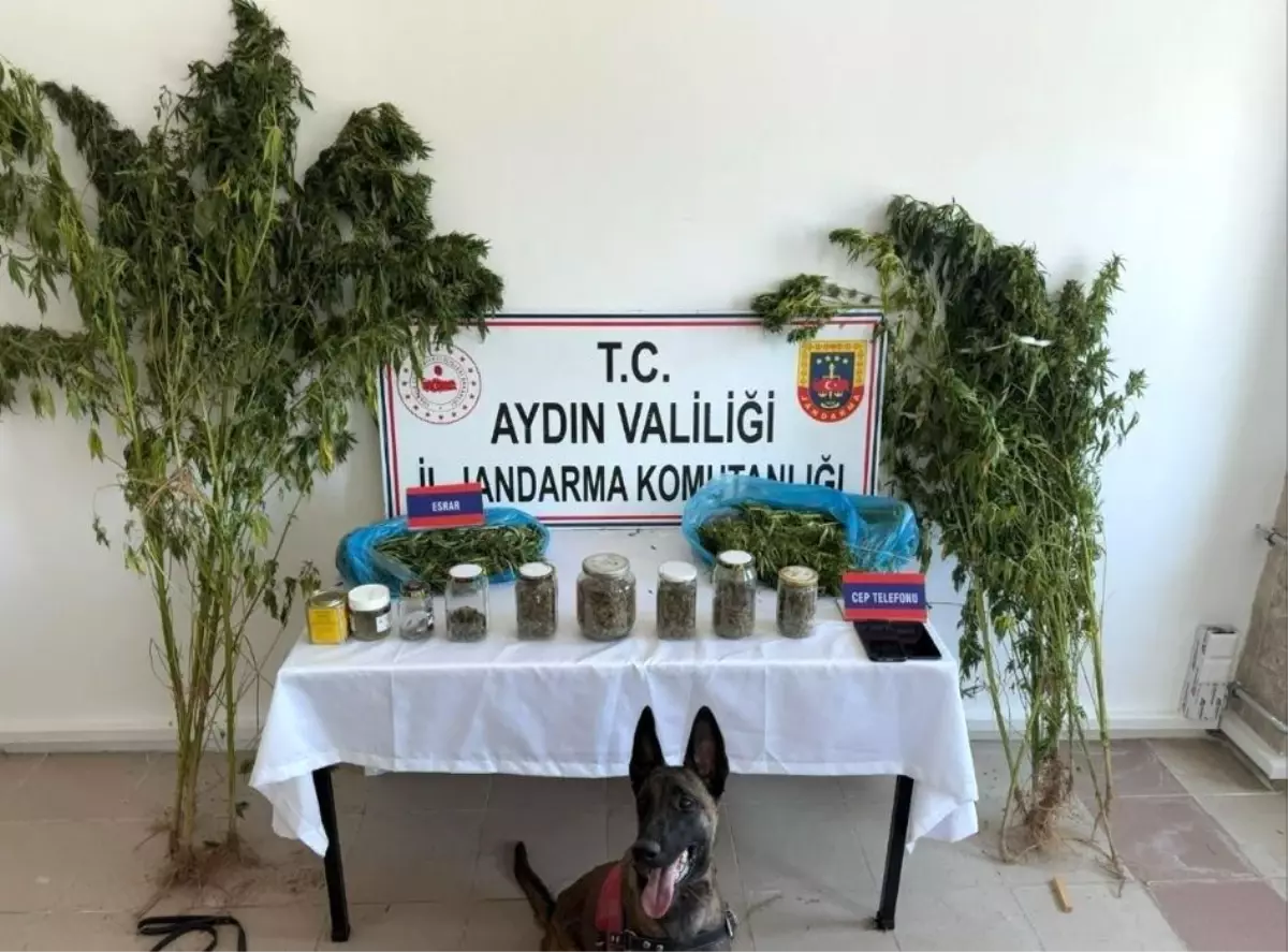 Aydın\'da Uyuşturucu Operasyonu: 12 Şüpheli Yakalandı
