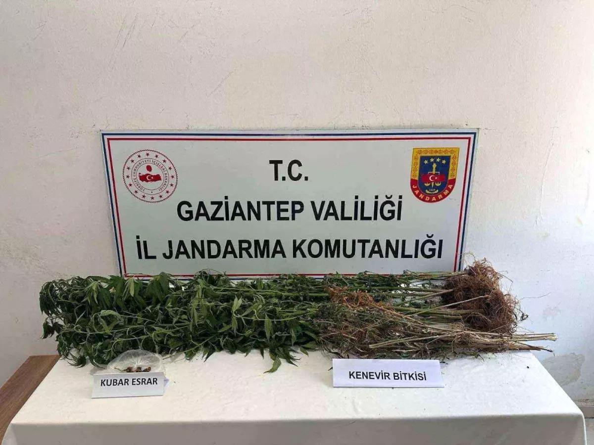 Gaziantep\'te 428 kök kenevir ele geçirildi: 5 şahıs tutuklandı