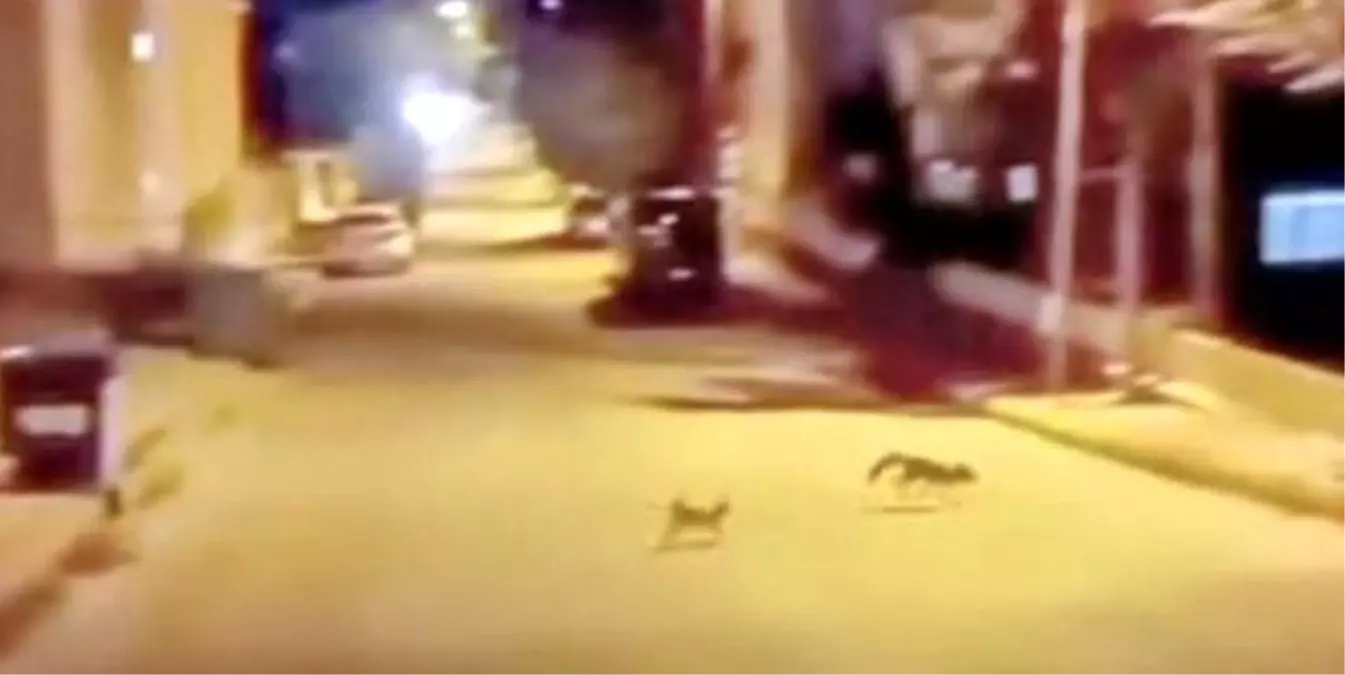Tilki ve Kedi Saldırısı