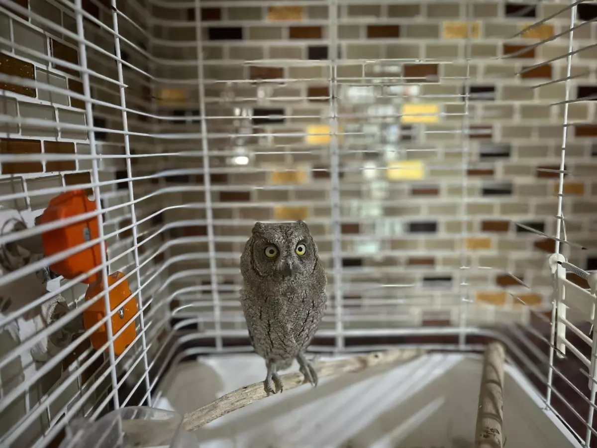 Yaralı İshak Kuşu Doğaya Döndü