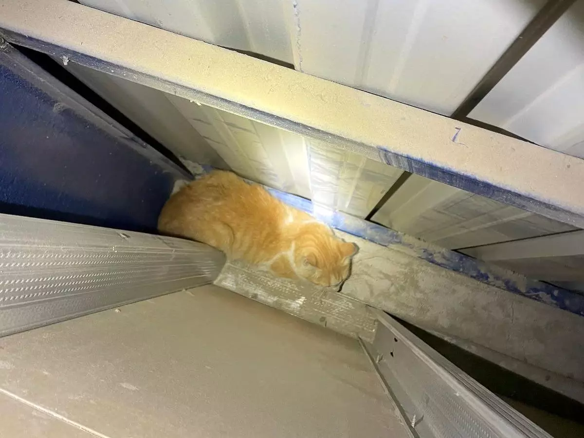 Hatay\'da Duvar Arasında Mahsur Kalan Kedi Kurtarıldı