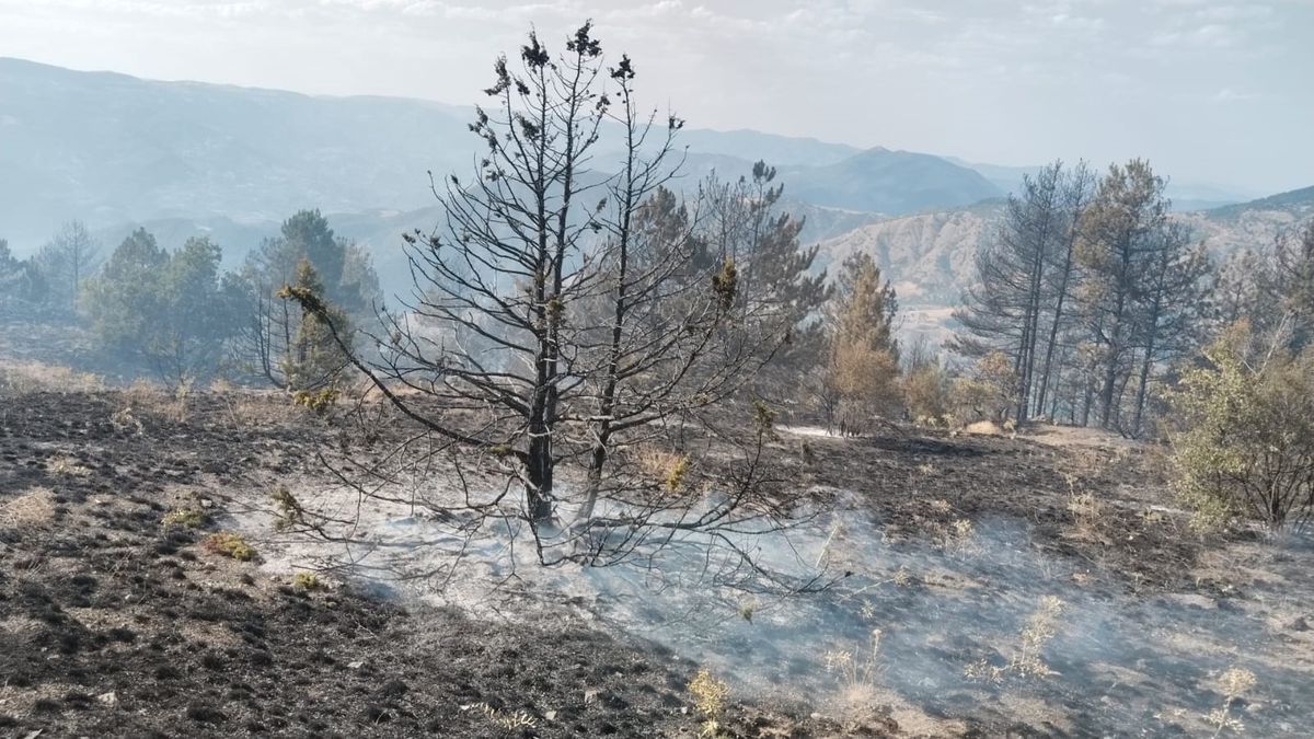 Çorum\'da Orman Yangını Kontrol Altına Alındı