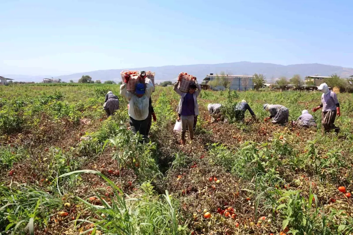 Çöl sıcağında ekmek mücadelesi: Öğlen 12\'ye kadar çalışıp 1500 TL alıyorlar
