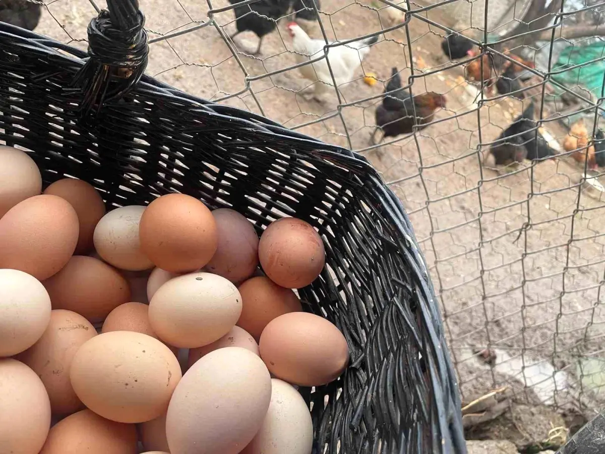 Yumurta Fiyatlarında Belirsizlik