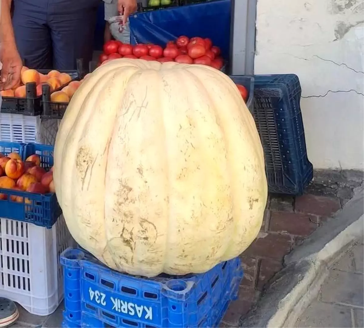 Dev Bal Kabağı Sarıgöl\'de İlgi Merkezi Oldu