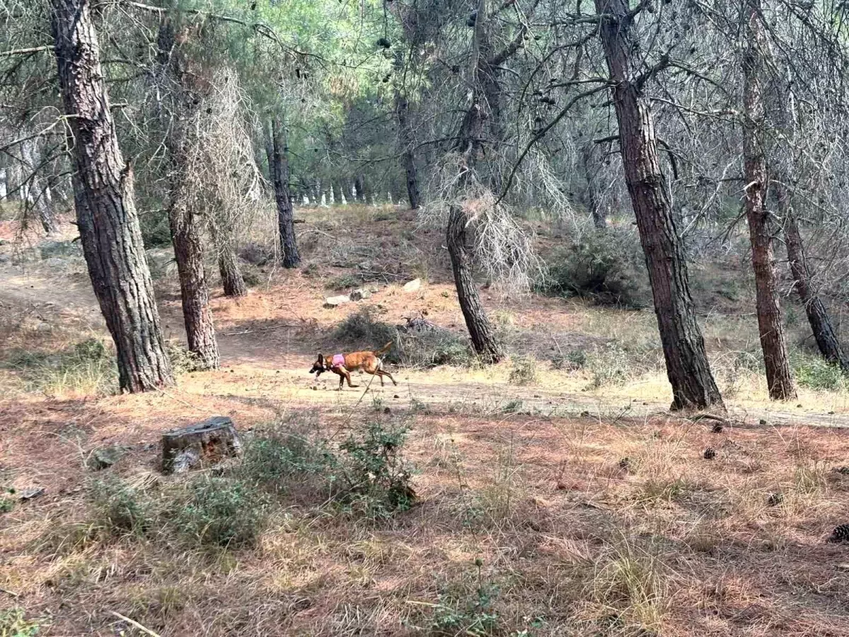 Kayıp Safinaz Koca için Arama Çalışmaları