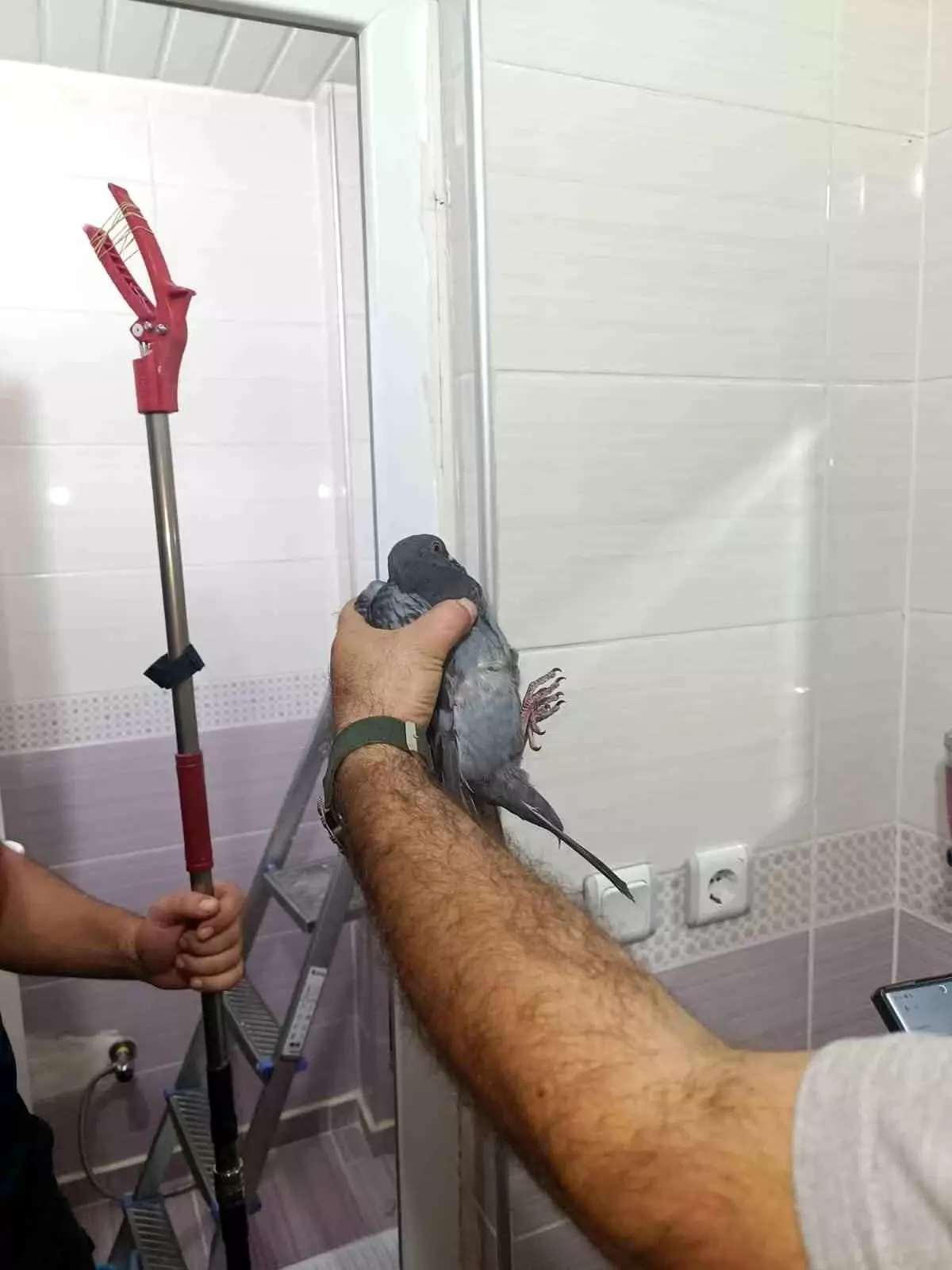 Güvercin Kurtarıldı!