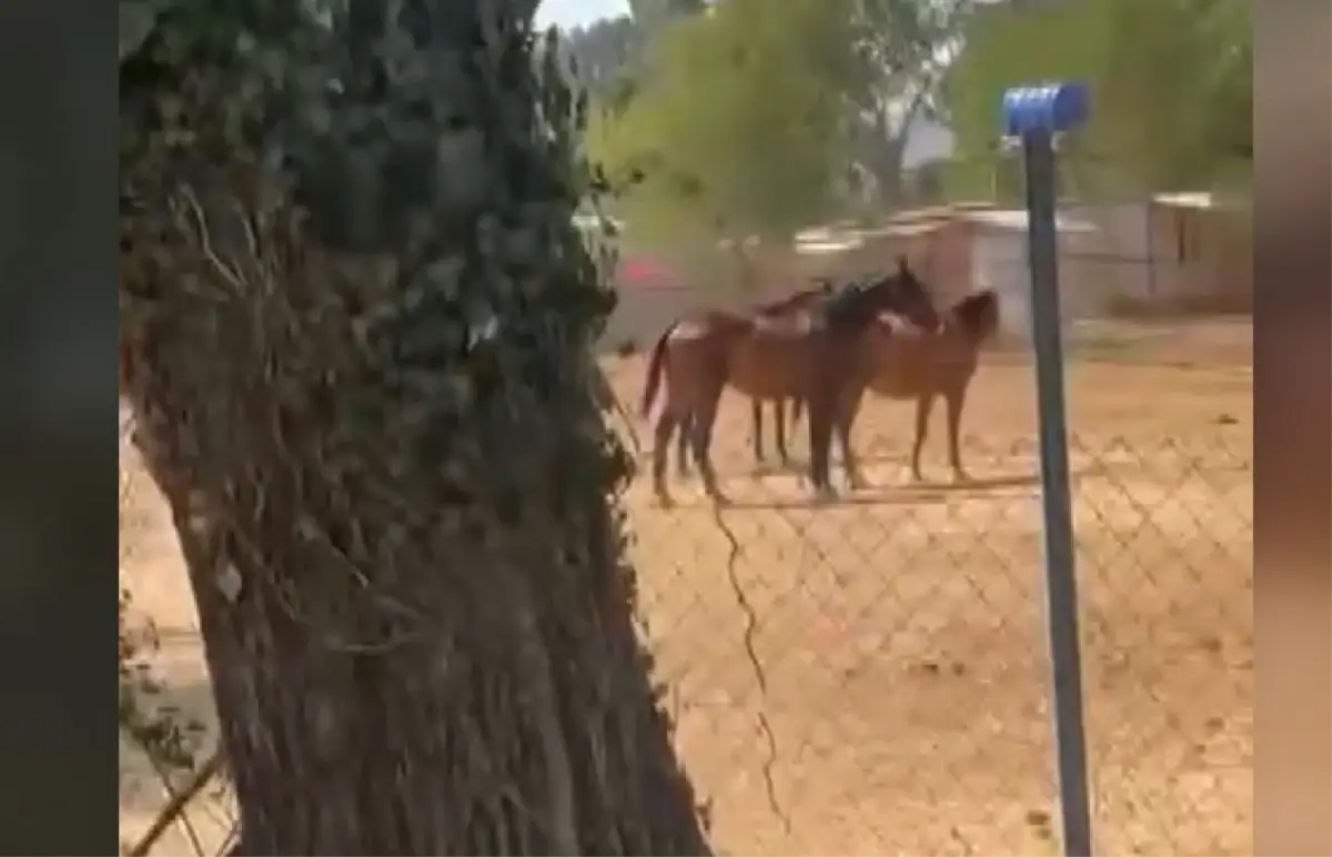 Bursa\'da Yangın: Atlar Tedirgin