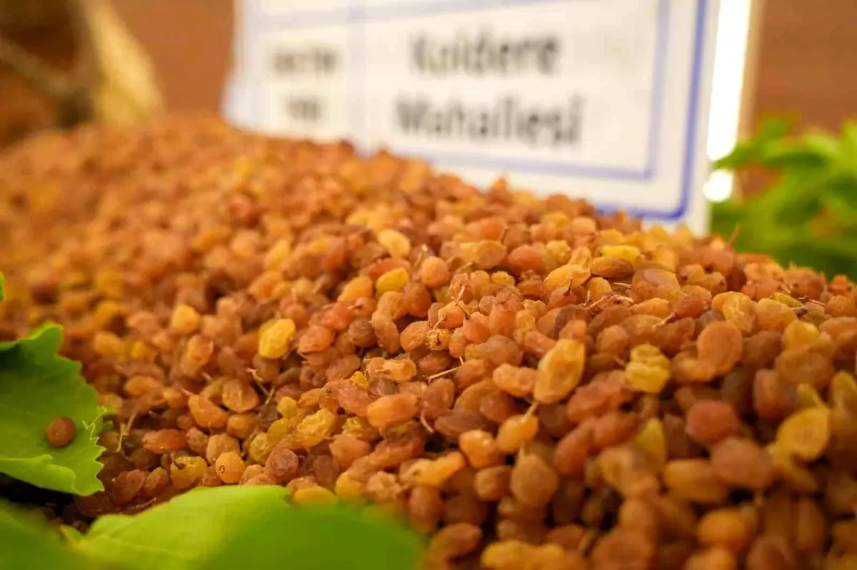Manisa\'da Kuru Üzüm Sezonu Açıldı