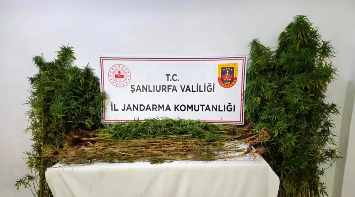 Şanlıurfa\'da Uyuşturucu Operasyonu
