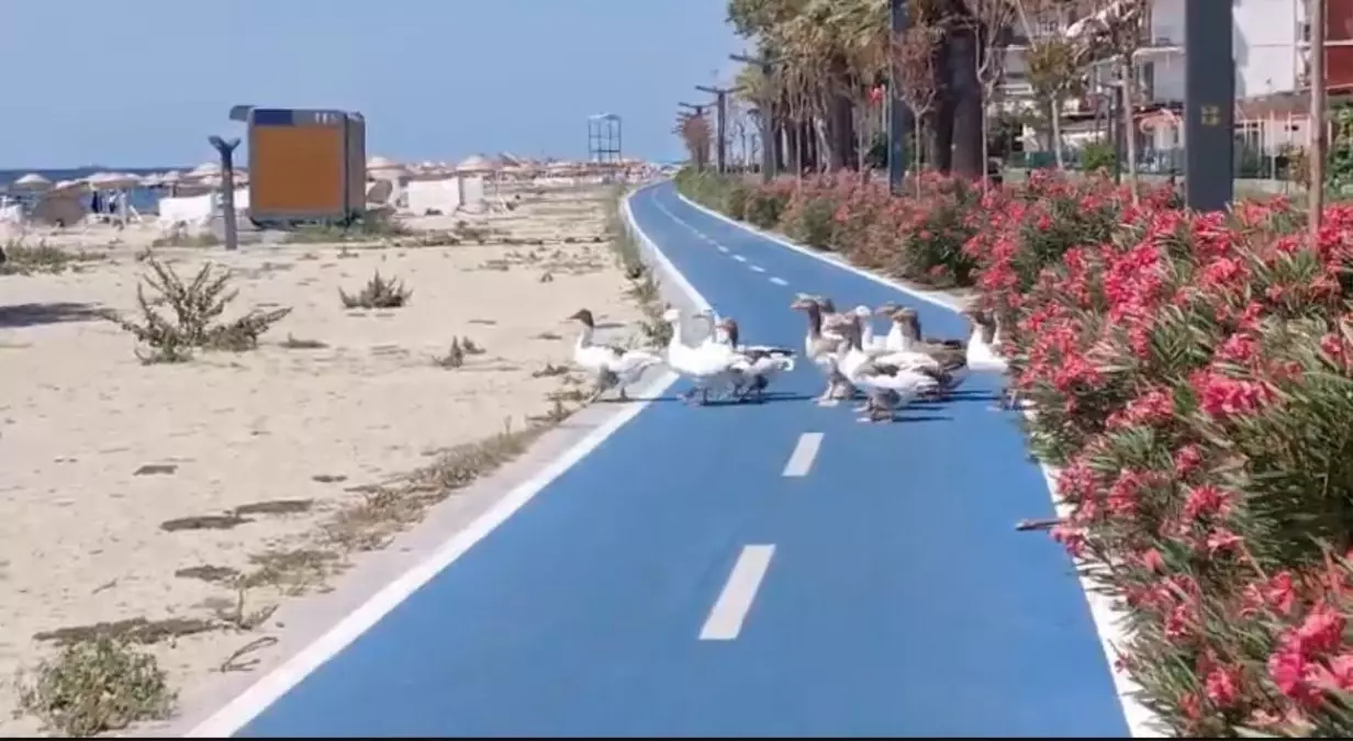 Kümeslerinden \'şartlı tahliye\' edilen kazlar yine sahile indi