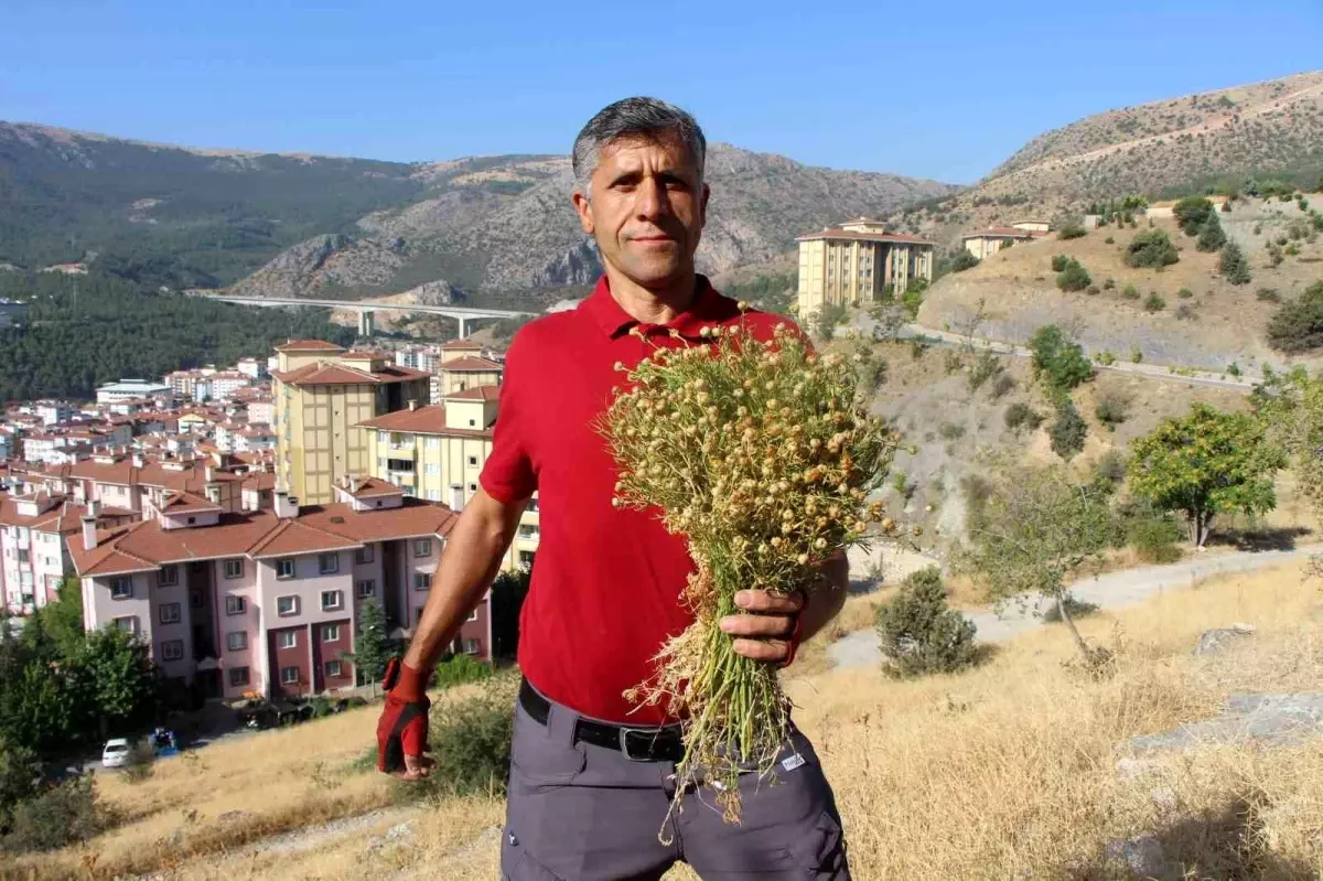 Amasya\'da Üzerlik Otu Satışı
