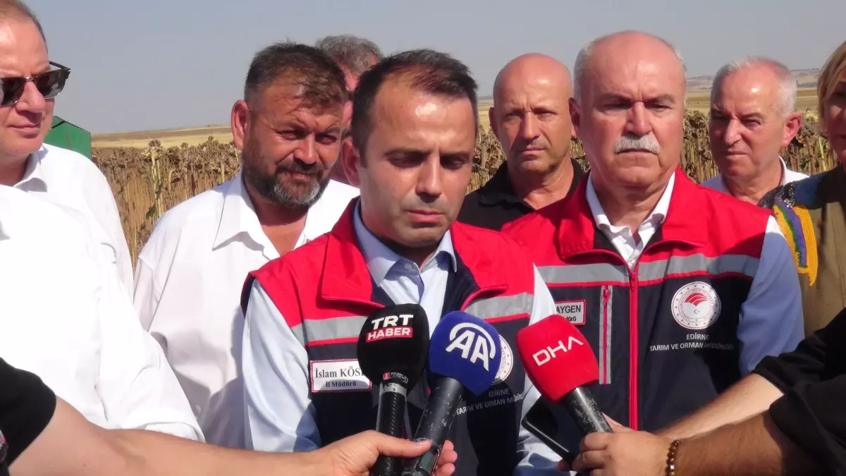 Edirne\'de Ayçiçeği Hasadı Başladı