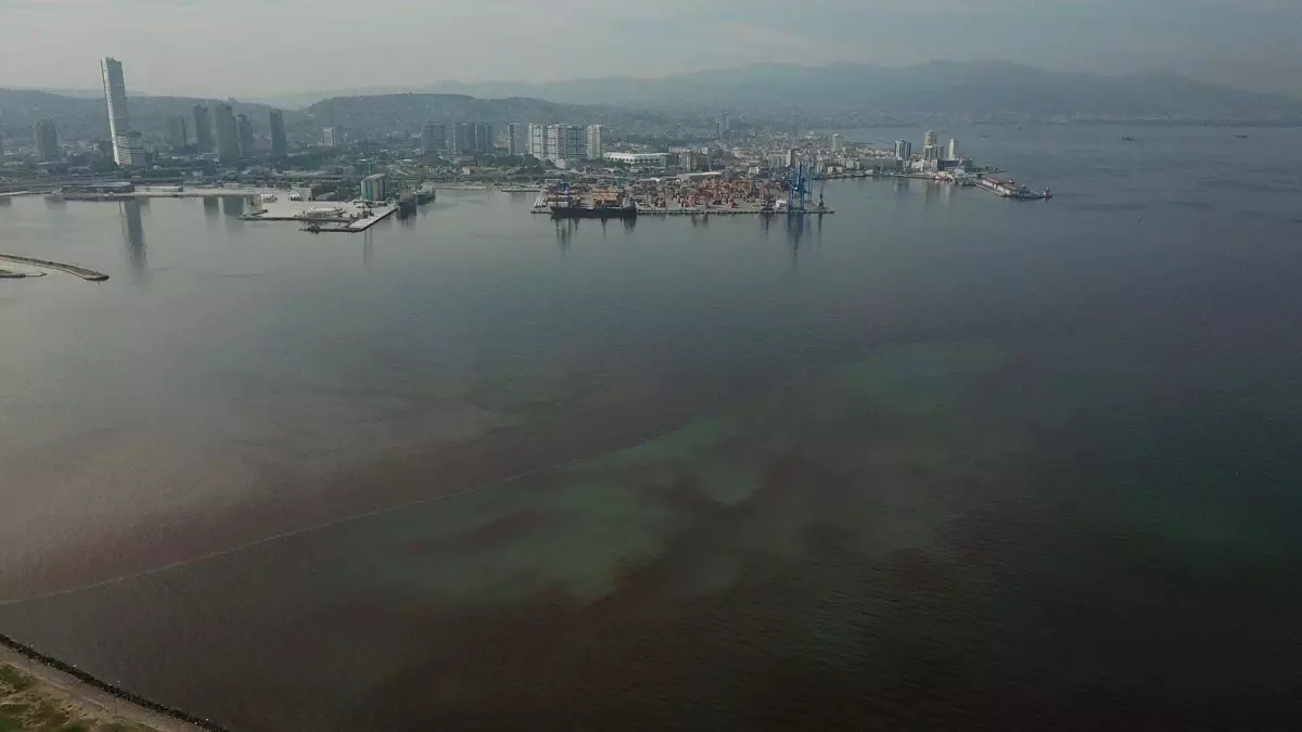İzmir Körfezi\'nde Balık Ölümleri Artıyor