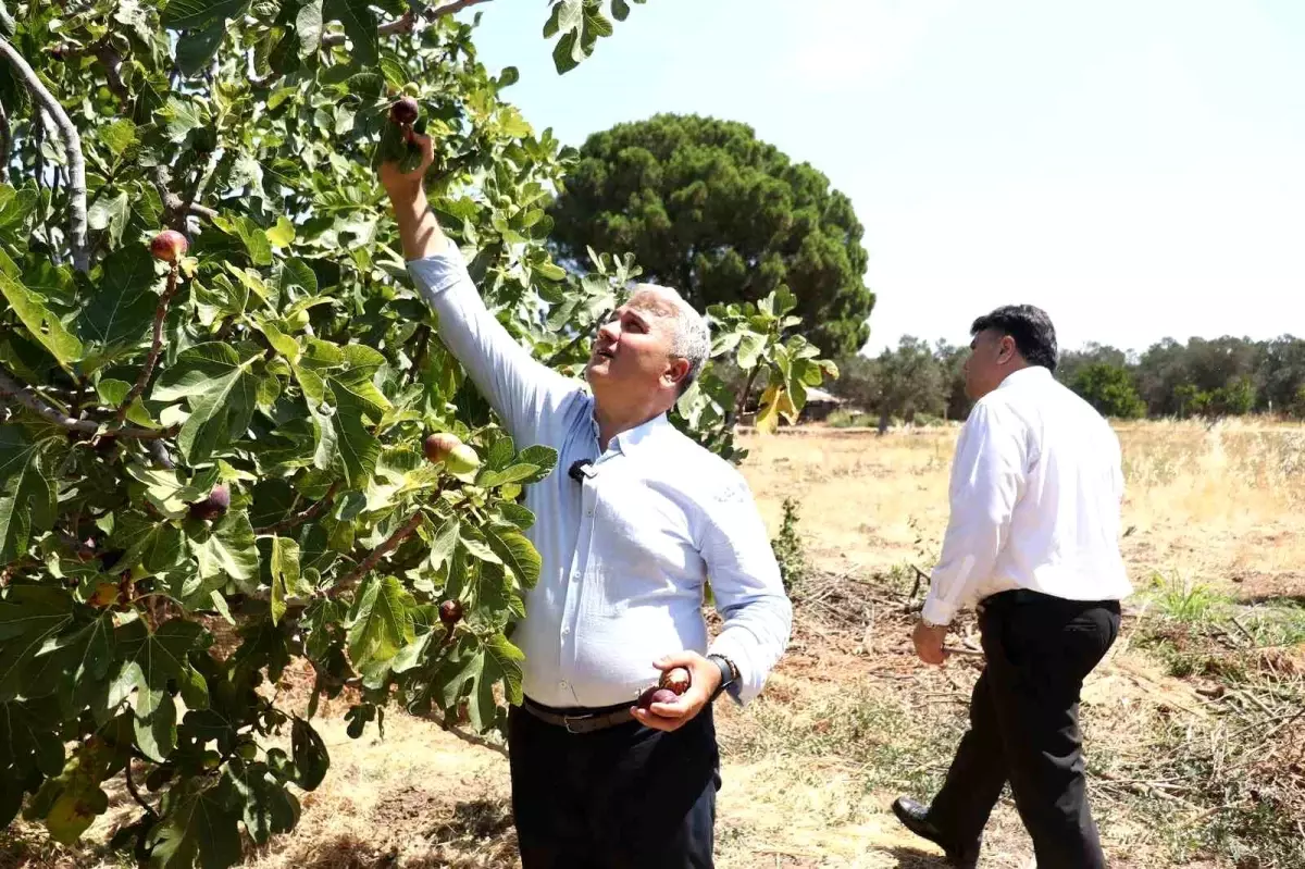 Havran Siyah İncirinin Hasat Sezonu Başladı