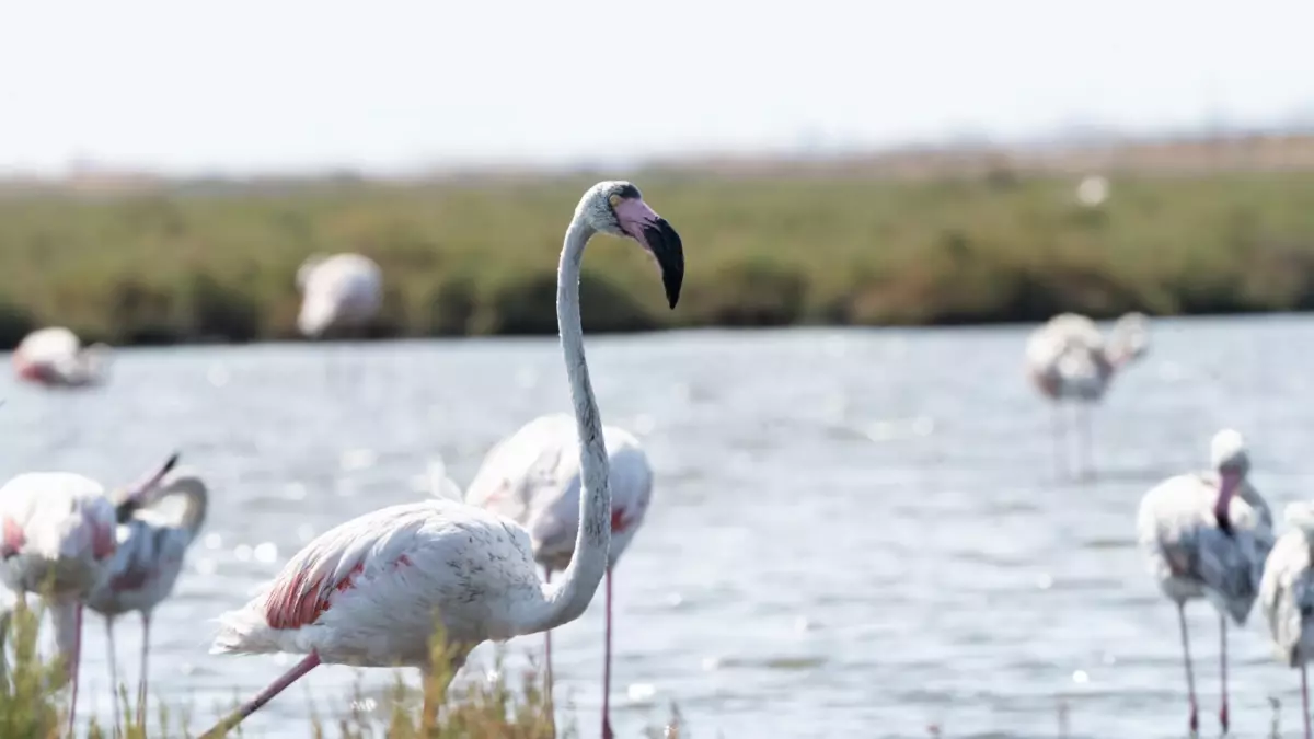 İzmir\'de Flamingo Turu Heyecanı