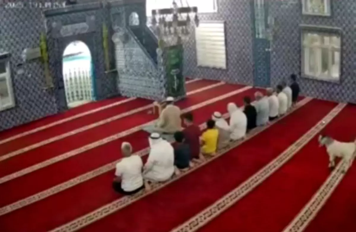 Mardin\'de cemaat namaz kılarken camiye oğlak girdi