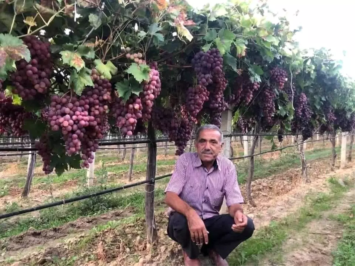 Sarıgöl\'de Kuru Üzüm Fiyatları Eleştiriliyor
