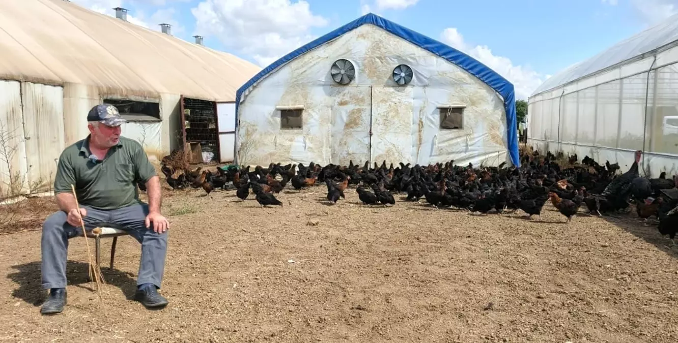 Kocaeli\'de Kırsal Kalkınma İçin 16 Bin Tavuk Dağıtıldı