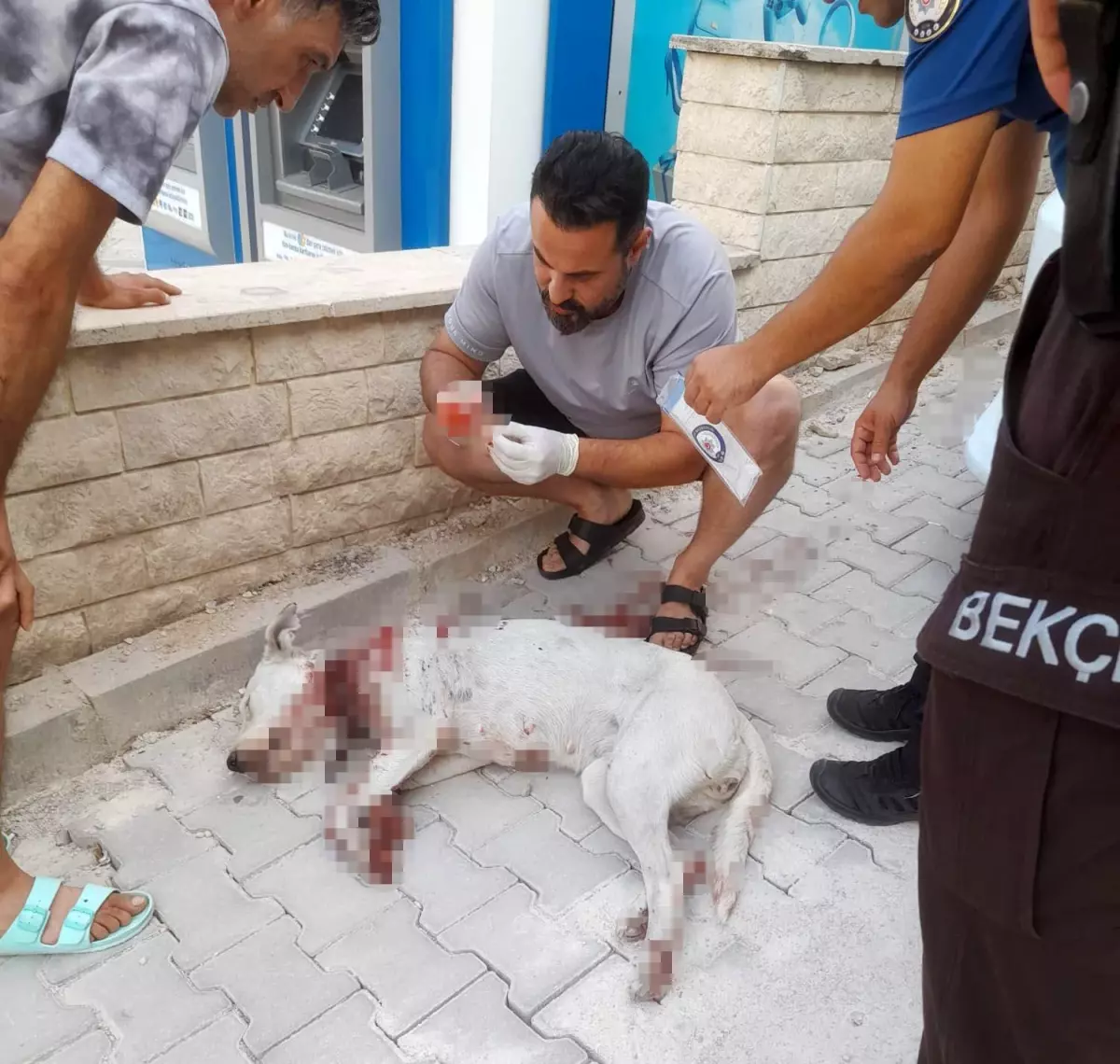 Denizli\'de Hamile Köpeğe Tüfekle Saldırı Mahalleyi Korkuttu