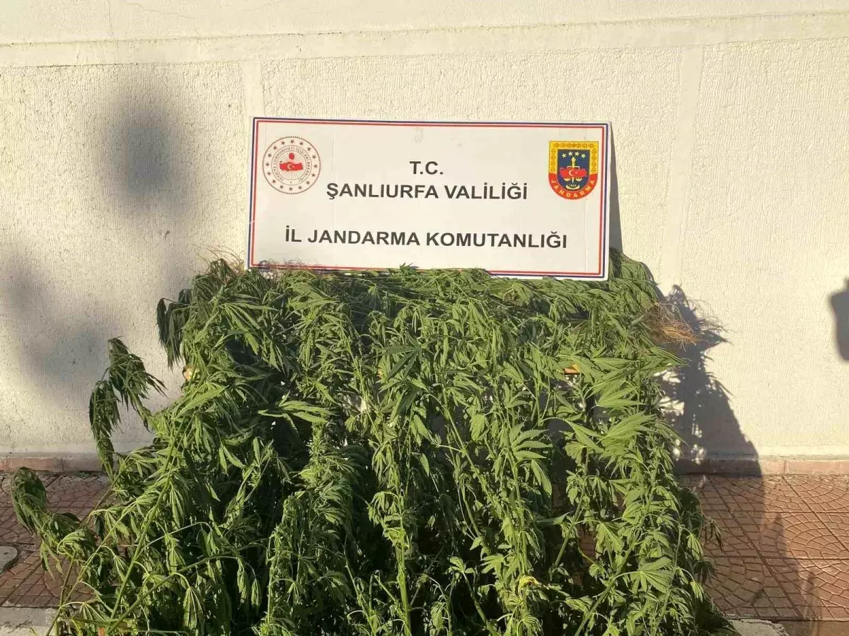 Şanlıurfa\'da Kenevir Operasyonu