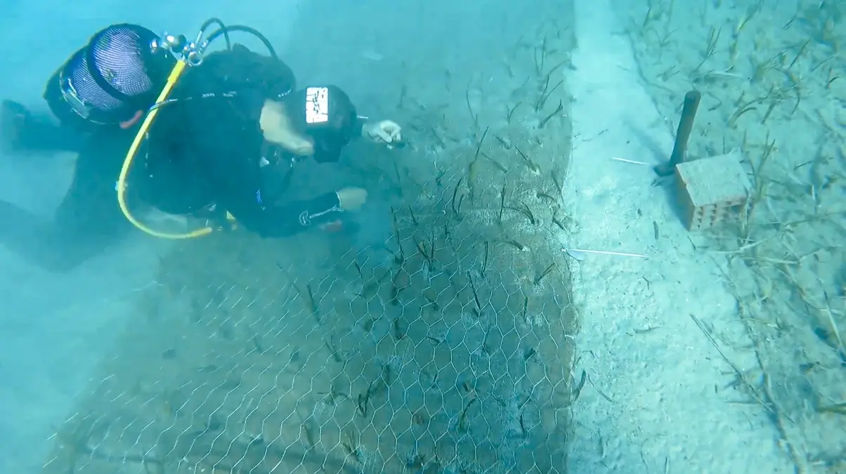 Türkiye\'nin En Yaşlı Deniz Çayırı Bulundu