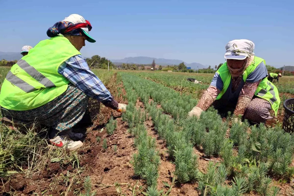 Muğla\'da Yangın Sonrası Fidan Üretimi