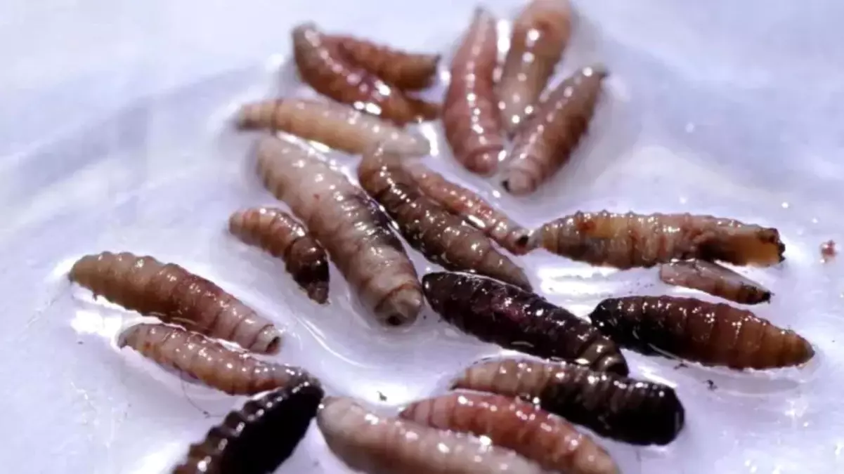 ABD\'de Yeni Dünya Vida Kurdu Sineği Vakasına Rastlandı