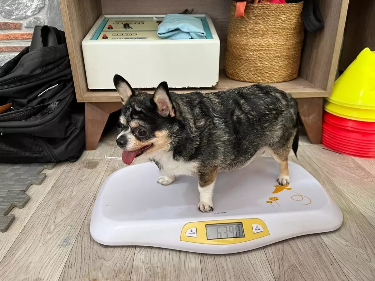 Görme Engelli Köpek Mia\'nın Zayıflama Yolculuğu