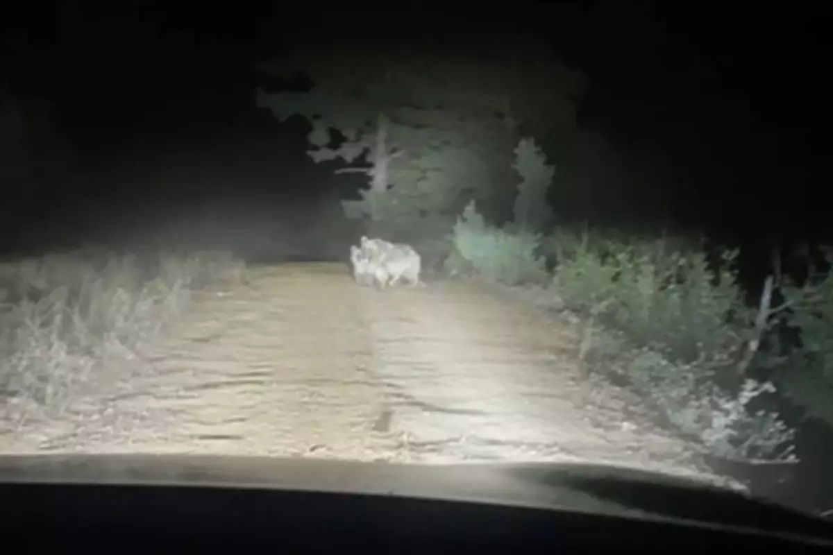 Ayı, Taksiye Saldırdı