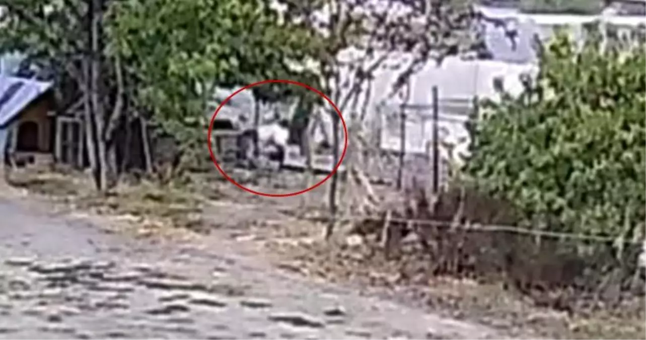 Başına Bağlı Köpekler 20 Tavuğu Telef Etti