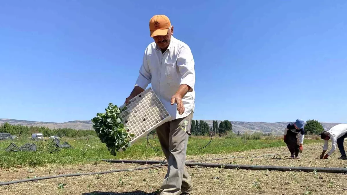 Kuraklık Tarım Üretimini Tehdit Ediyor