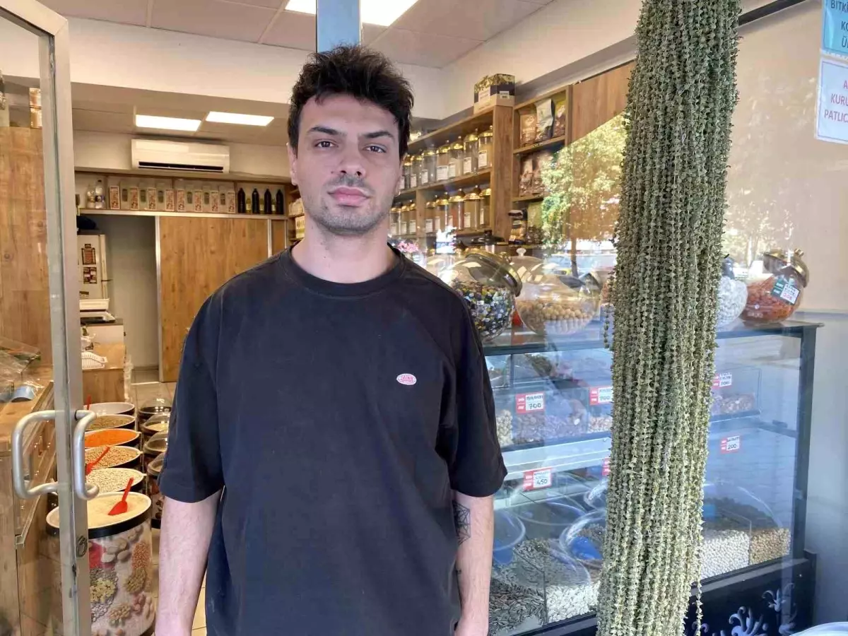 Çiçek Bamya Fiyatı Düşüşte