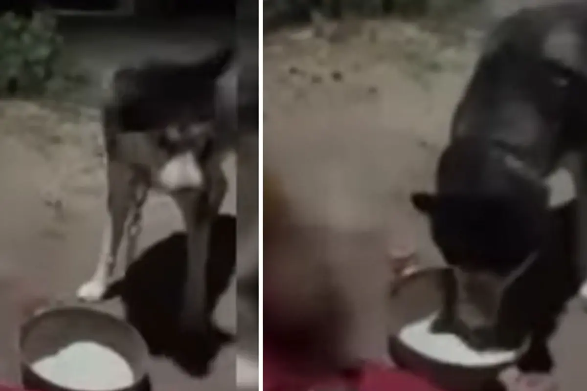 Köpeğine zorla alkol içirip kahkahalar attı