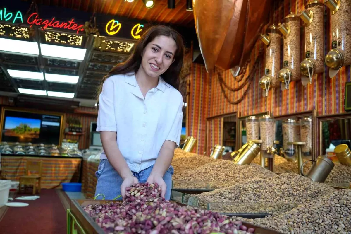 Gaziantep\'te Antep Fıstığı Hasadı Başladı