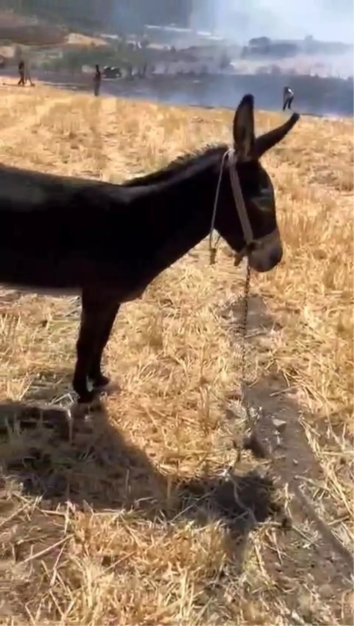 Çanakkale\'de Eşek Yangında Kurtarıldı