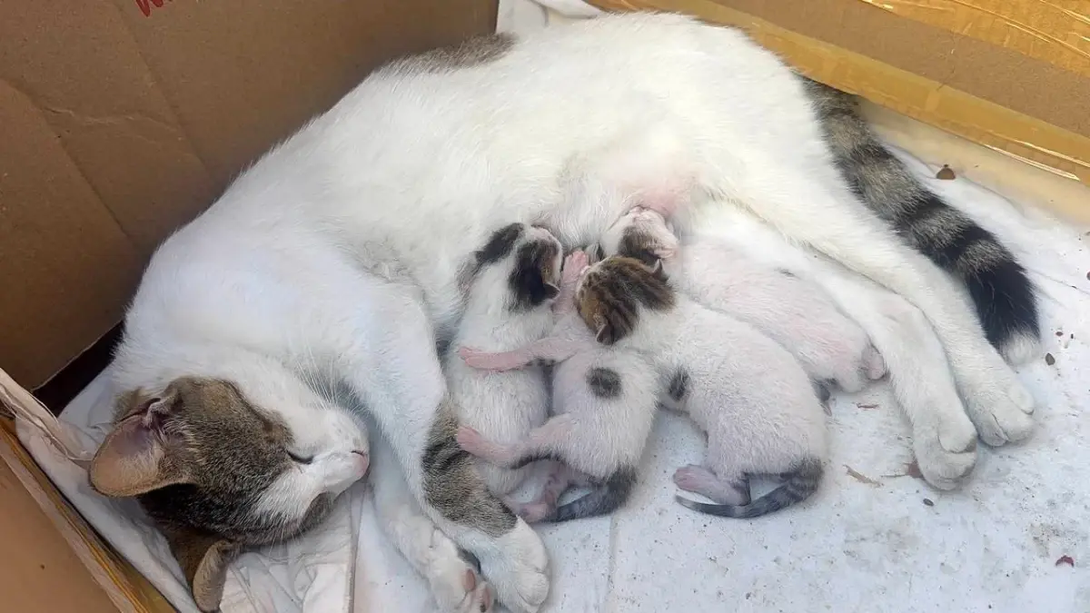 Taksiciler, Doğum Yapan Anne Kediye Sahib çıktı