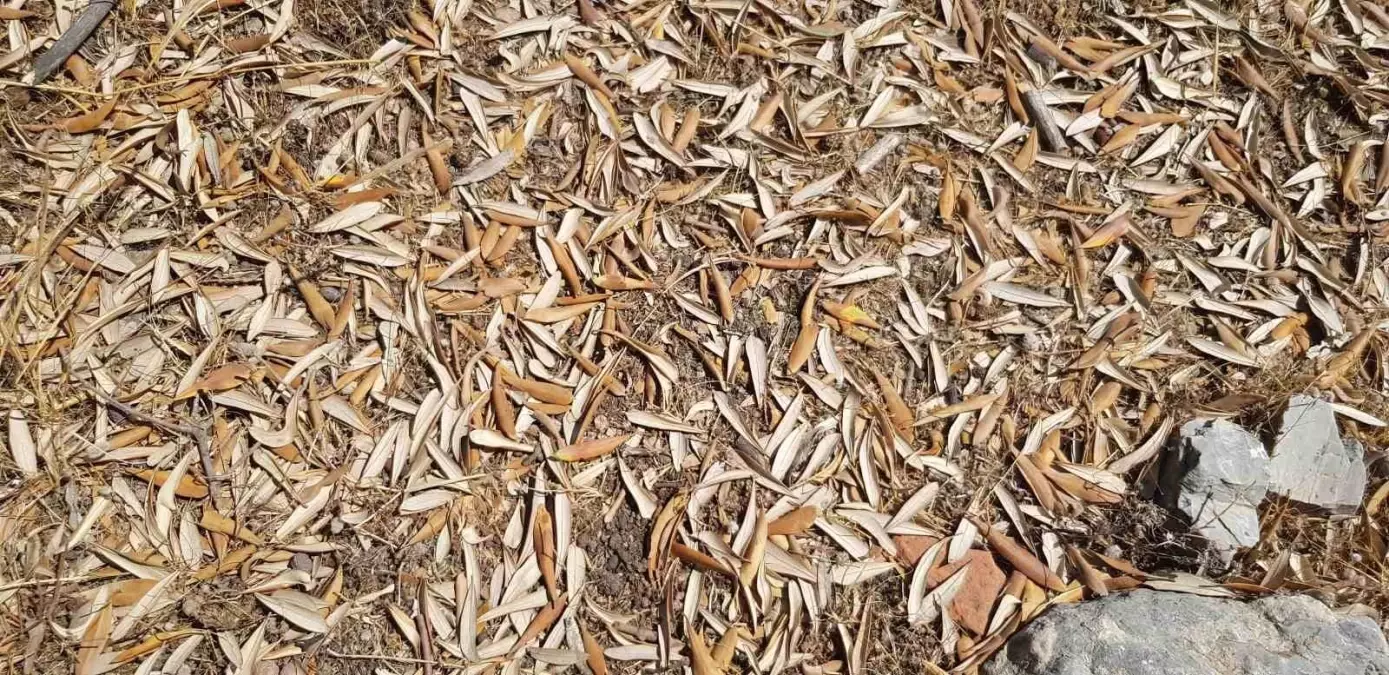 Kuraklık Zeytin Kalitesini Düşürüyor