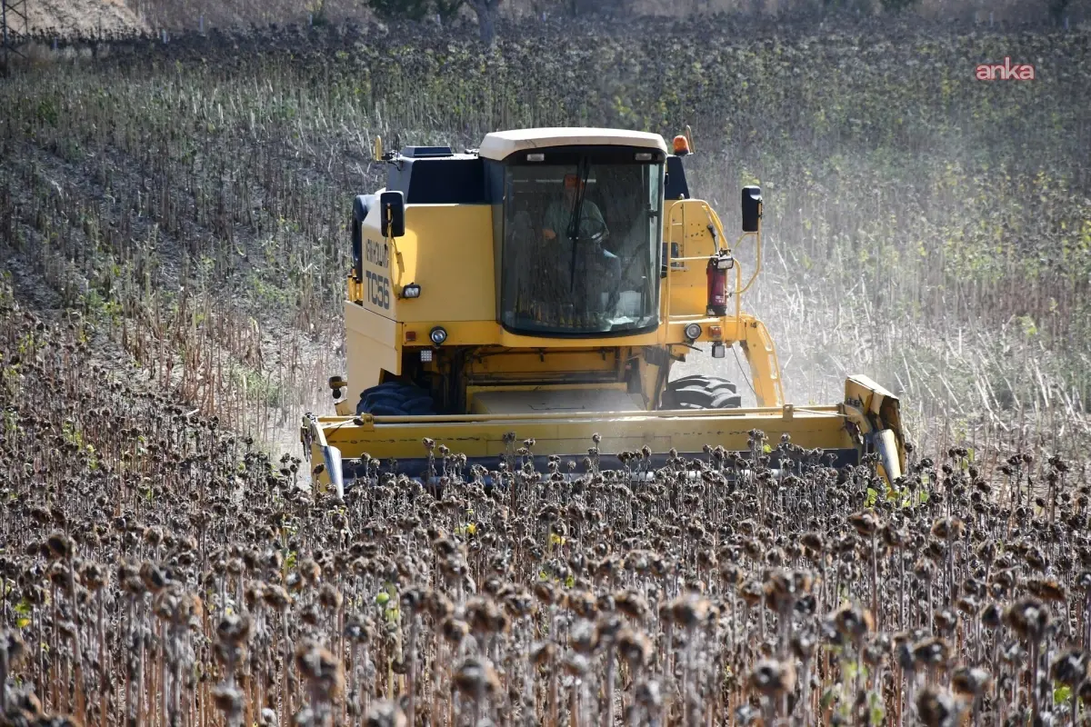 Lüleburgaz Belediyesi\'nden Yağlık Ayçiçeği Hasadı