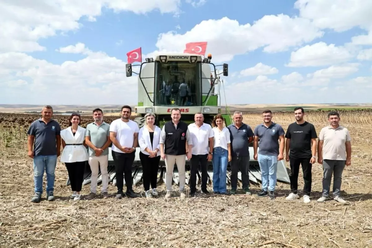 Silivri Belediyesi Ayçiçeği Hasadına Başladı