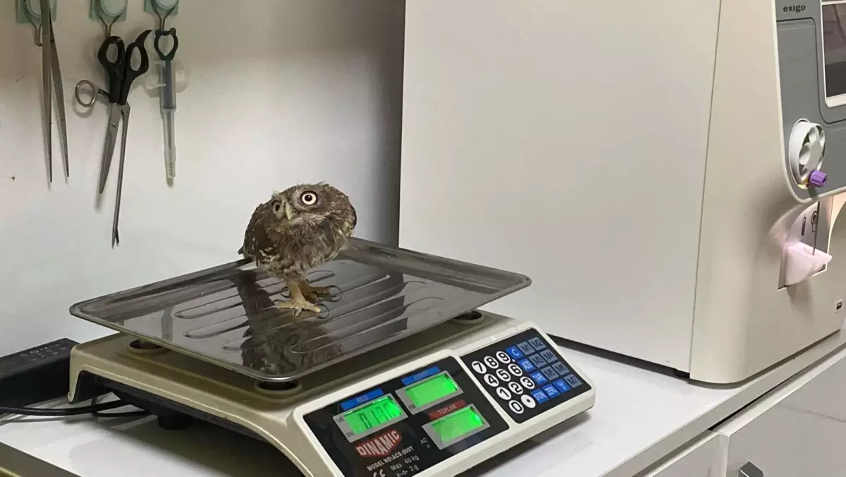 Yavru Kukumav Baykuş Tedavi Altına Alındı