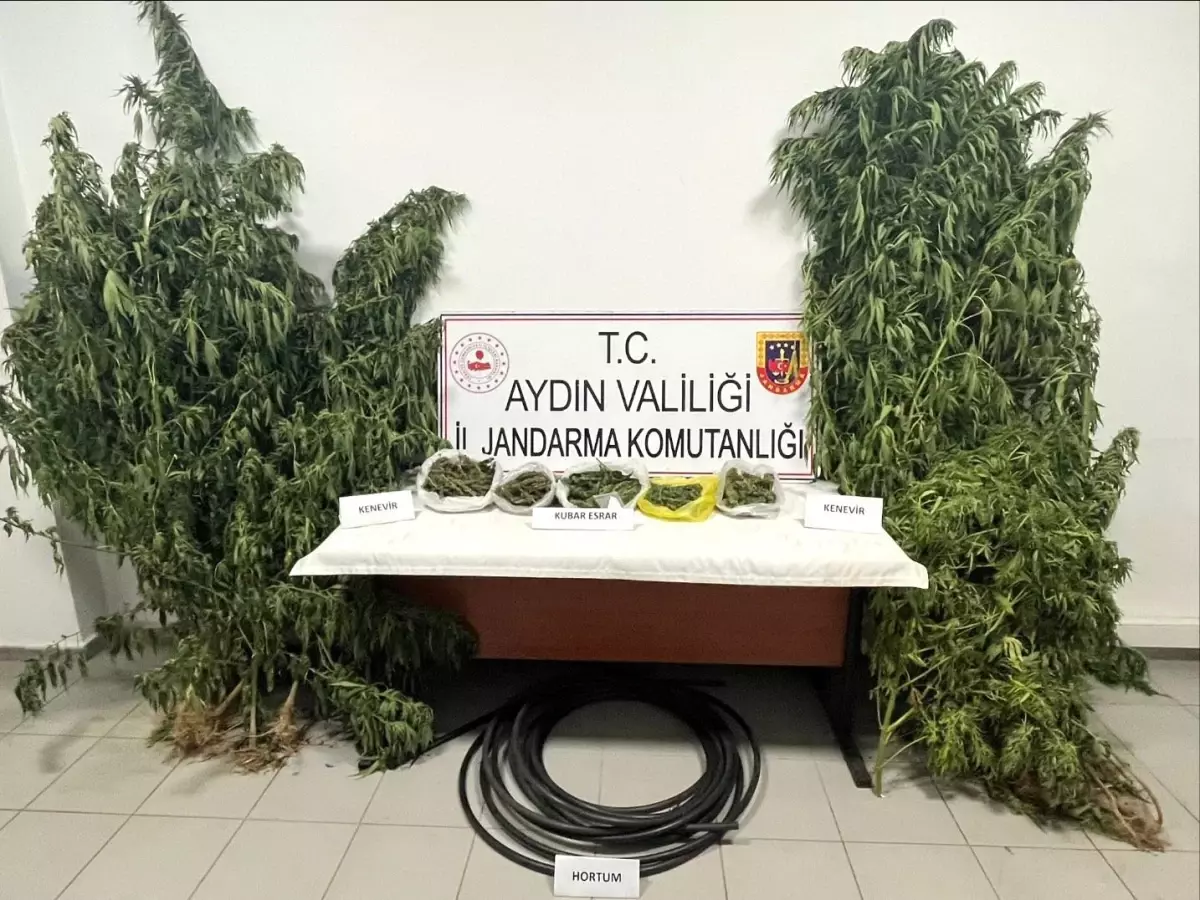 Köşk\'te Kenevir Yetiştiren Şahıs Yakalandı