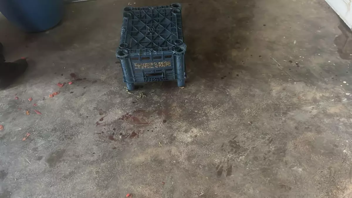 Yorgun Mermi Domates Yapımında Yaraladı
